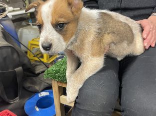 Australian Cattle Dog – Cranbourne