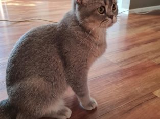 British Short Hair – Kallangur