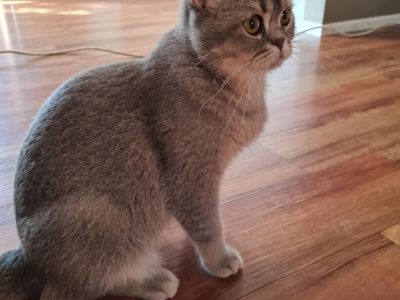 British Short Hair – Kallangur