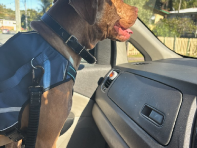 American Staffordshire Bull Terrier – Acacia Ridge