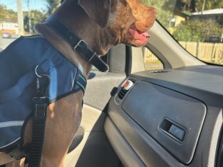 American Staffordshire Bull Terrier – Acacia Ridge