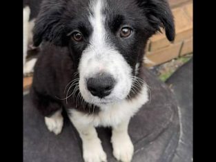 Border Collie – Yarrabilba