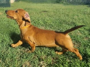 Miniature Dachshund – Tamworth