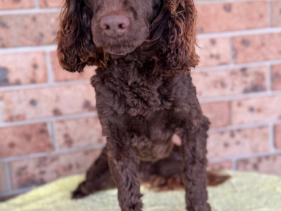 Cavoodle – Tamworth