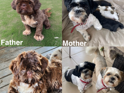 Shih Tzu – Toowoomba