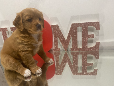 Cavalier King Charles Spaniel – Rockingham