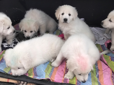 Maremma Sheepdog – Tasmania