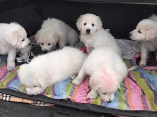 Maremma Sheepdog – Tasmania