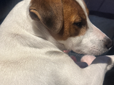 Jack Russell – Bullsbrook