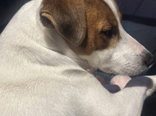 Jack Russell – Bullsbrook