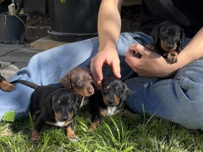 Dachshund – Casino