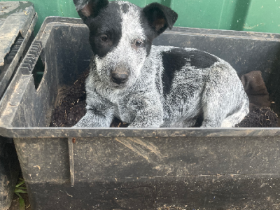Australian Cattle Dog – Kathy