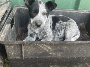 Australian Cattle Dog – Kathy