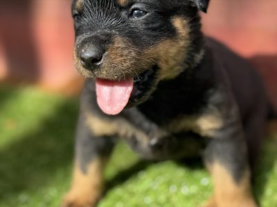 Rottweiler – Shortland