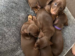 Dachshund – Koo Wee Rup