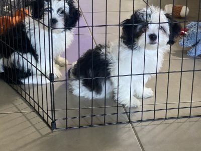 Maltese Shih Tzu – Coomera