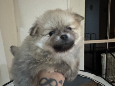 Pomeranian – Southport