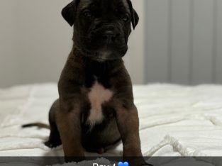 Mastiff – Kingaroy