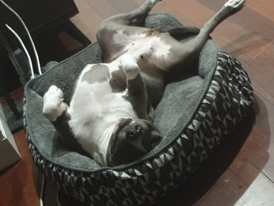 American Staffordshire Bull Terrier – Cloverdale