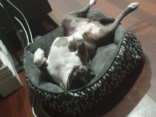 American Staffordshire Bull Terrier – Cloverdale