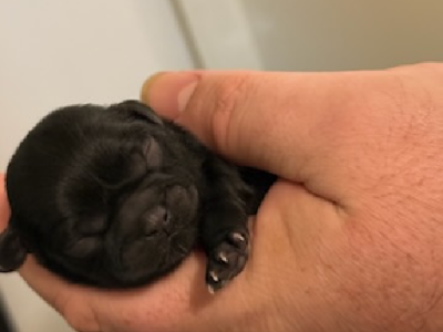 Shih Tzu – Wodonga