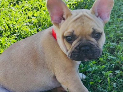French Bulldog – Petrie