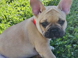 French Bulldog – Petrie