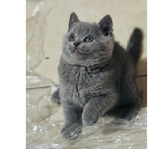 British Shorthair – Casula