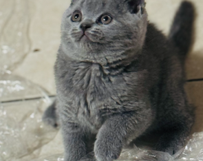 British Shorthair – Casula