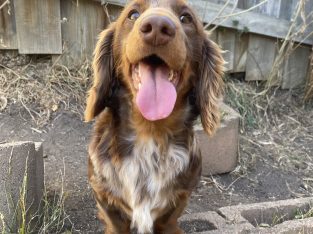 Dachshund – Lenah Valley