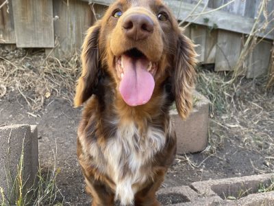 Dachshund – Lenah Valley