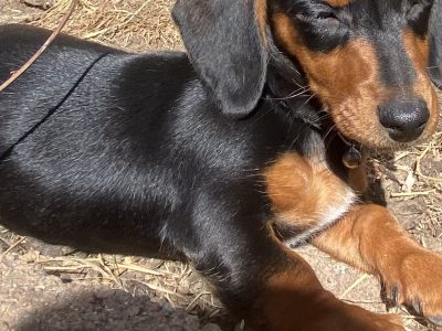 Dachshund – Lenah Valley