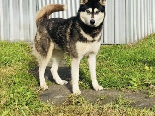 Husky – Connells Point