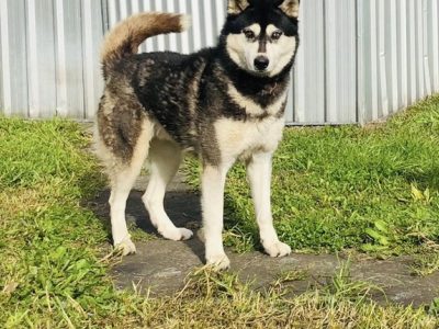 Husky – Connells Point