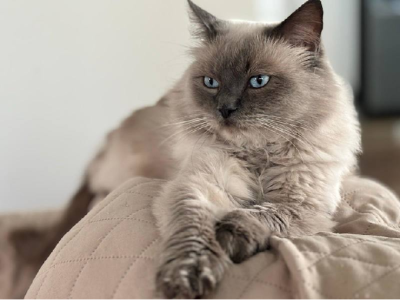 Ragdoll – Ferntree Gully