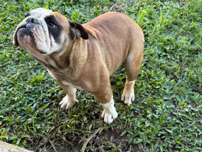 British Bulldog – Jimboomba