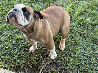 British Bulldog – Jimboomba