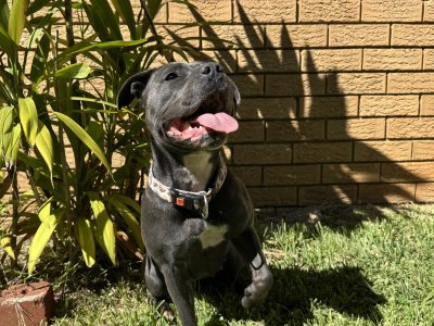 Staffordshire Bull Terrier – Frenchs Forest