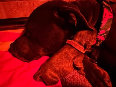 Staffordshire Bull Terrier – Frenchs Forest