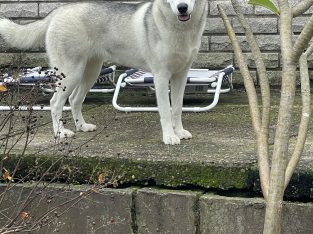 Husky – Campbelltown