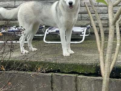 Husky – Campbelltown