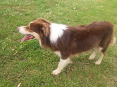 Border Collie – Mount Colliery