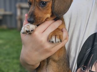 Dachshund – Grafton