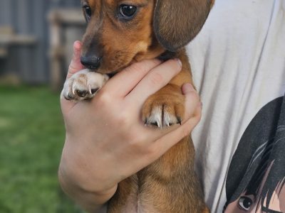 Dachshund – Grafton