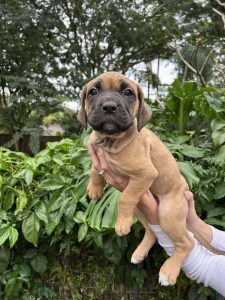 Bullmastiff – Nerang