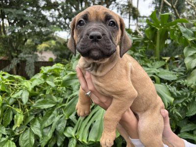 Bullmastiff – Nerang