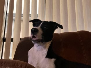 Border Collie Kelpie Cross – Currans Hill