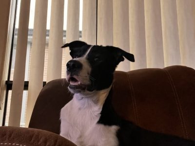 Border Collie Kelpie Cross – Currans Hill