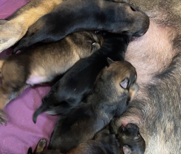 German Shepherd – Launceston