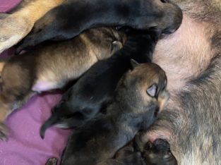 German Shepherd – Launceston